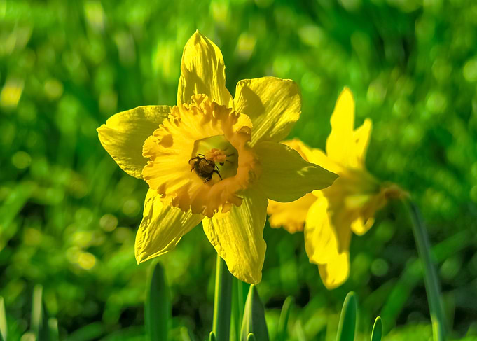 Daffodils at Springtime