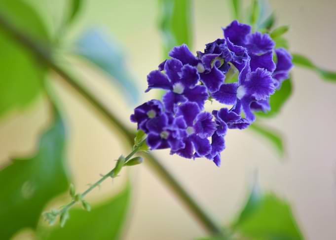 Flower in Spring