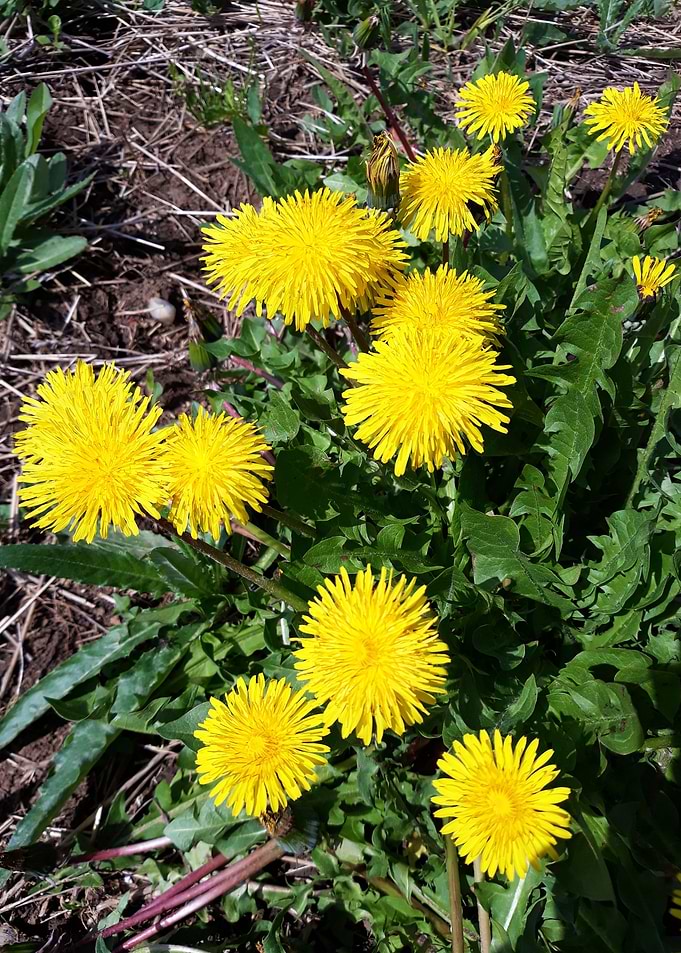 Dandelion 14