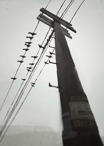 Pigeons