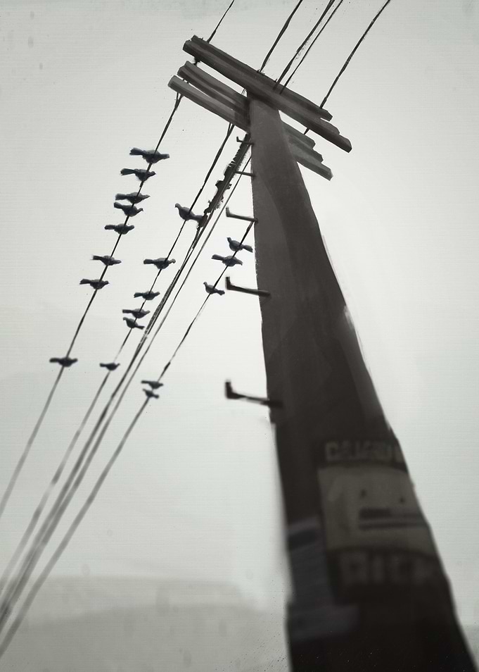 Pigeons
