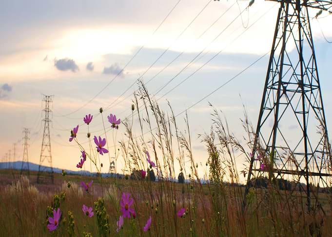 Wild Flowers