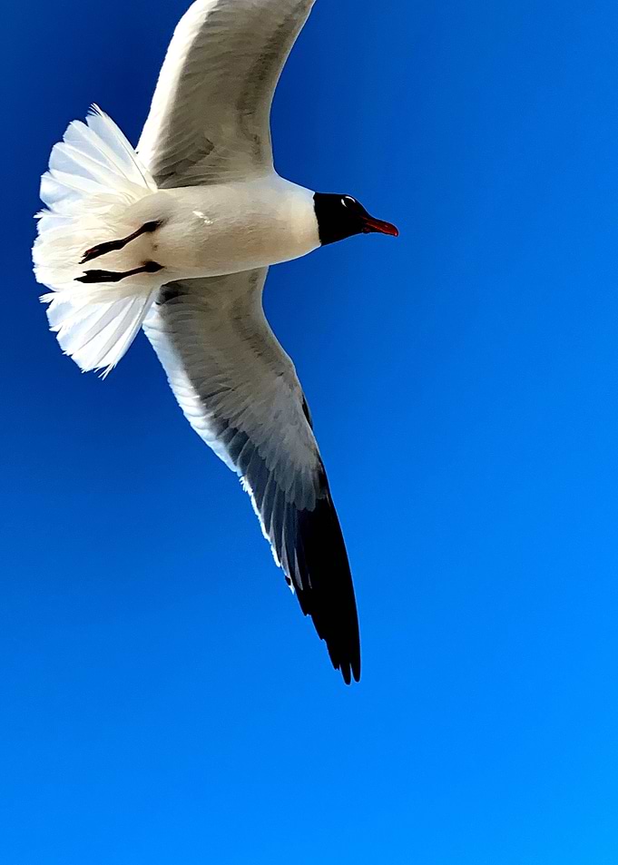GalvestonGulls