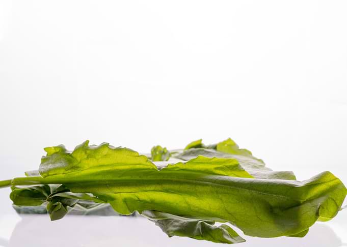 Green sour sorrel
