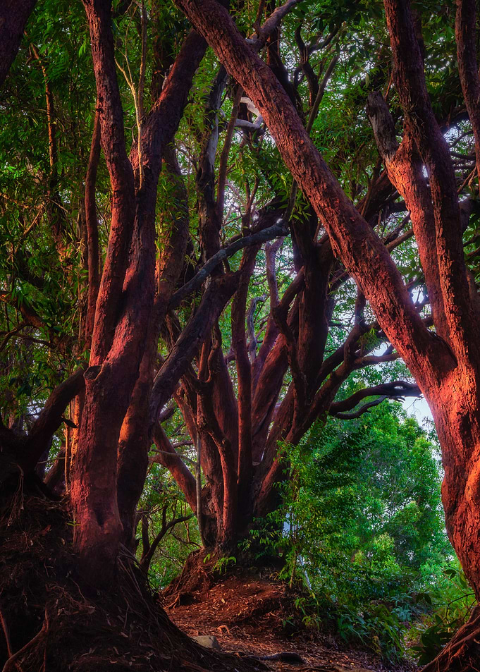 Red Tree II