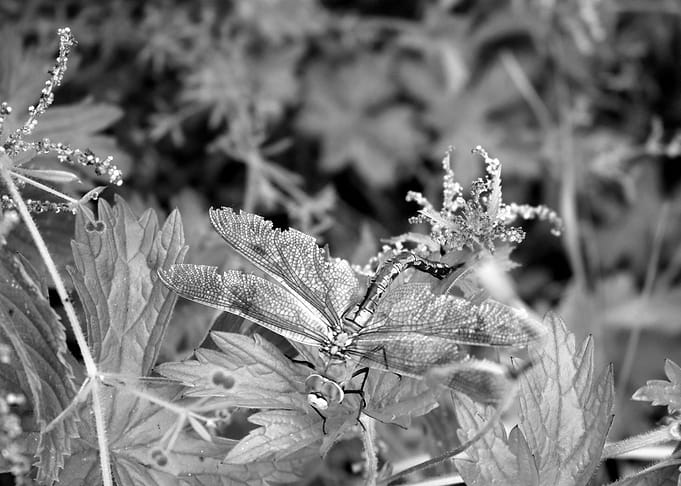 young dragonfly