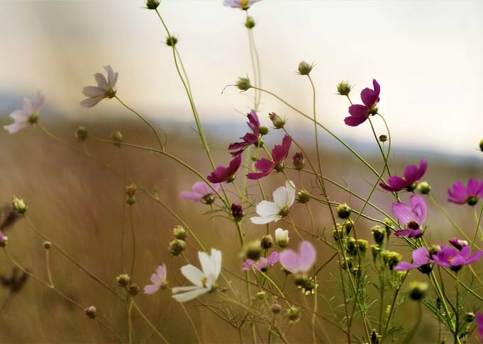 Wild Flowers