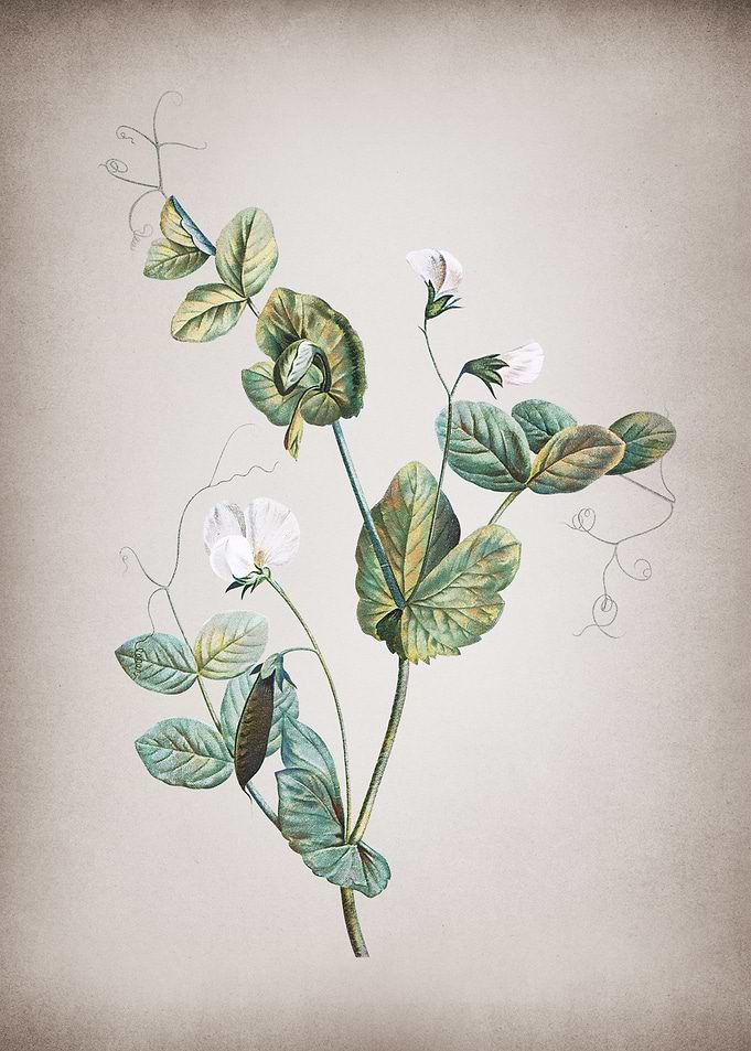 Vintage White Pea Flower