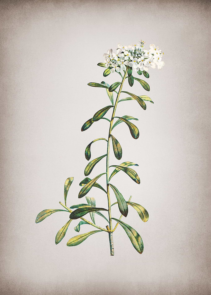 Vintage White Flowers