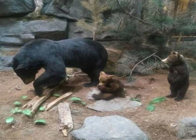 A Mama Bear and Cubs