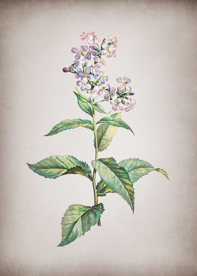 Vintage White Gillyflower