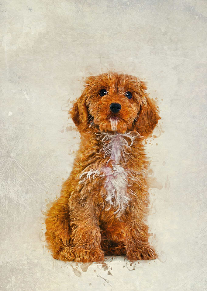 Cockapoo