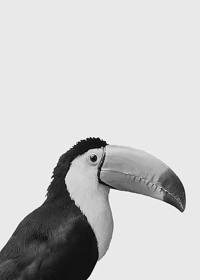 Toucan Too BW