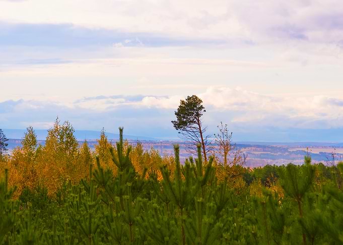 Lonely pine Autumn