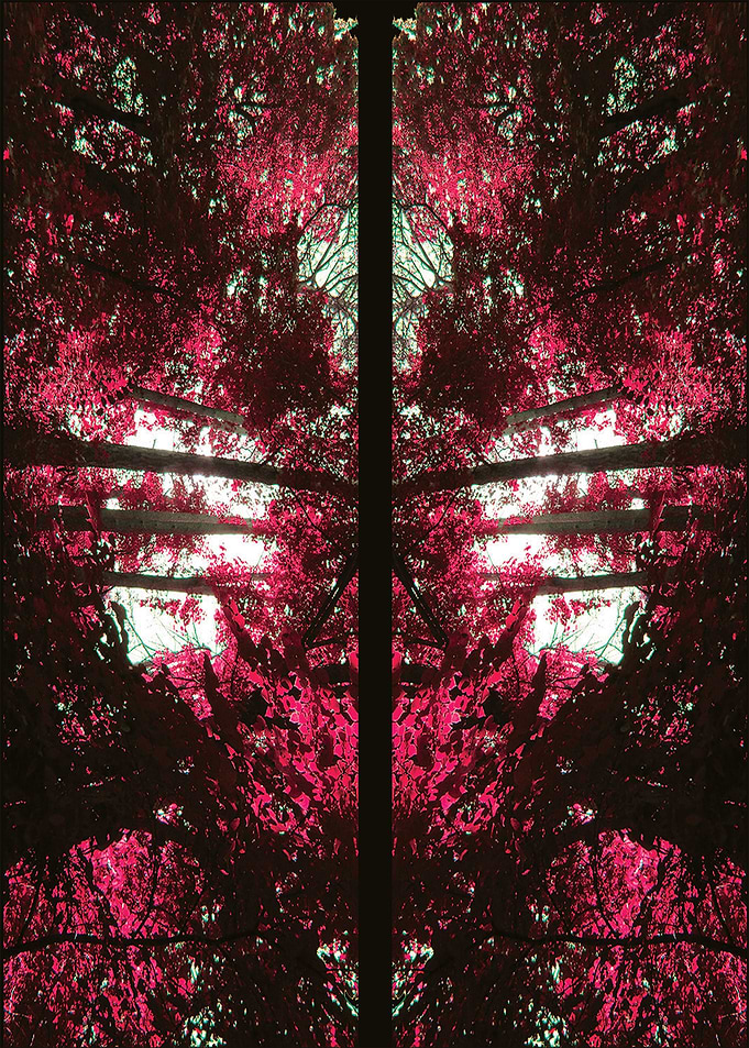 Sun through the Trees