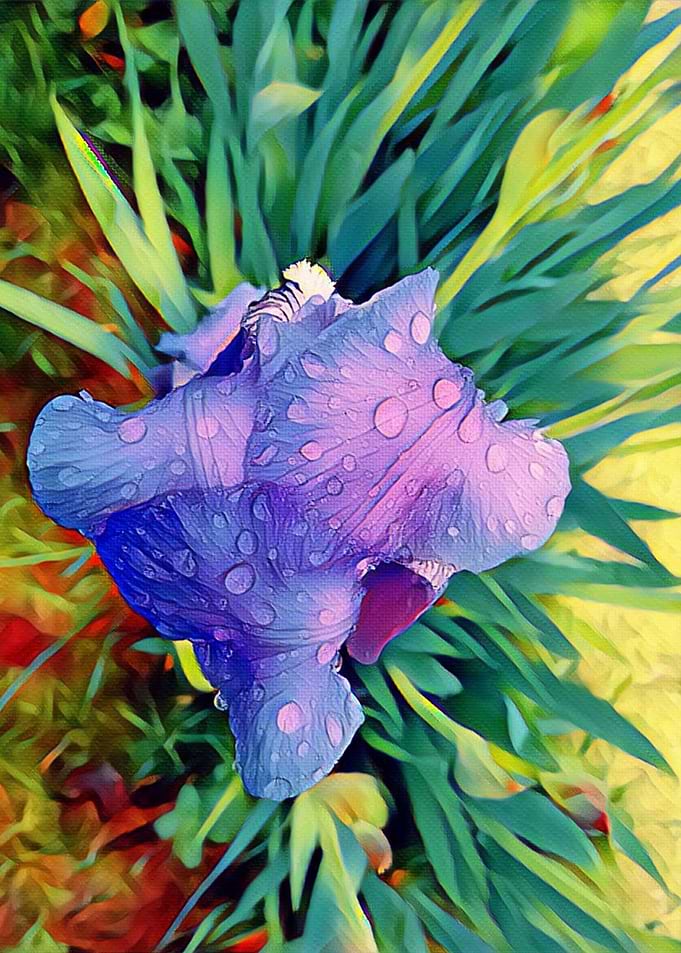 iris