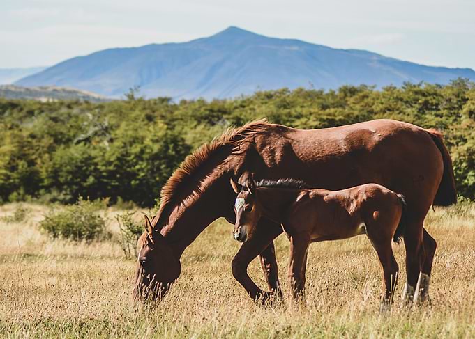 Patagonian animals