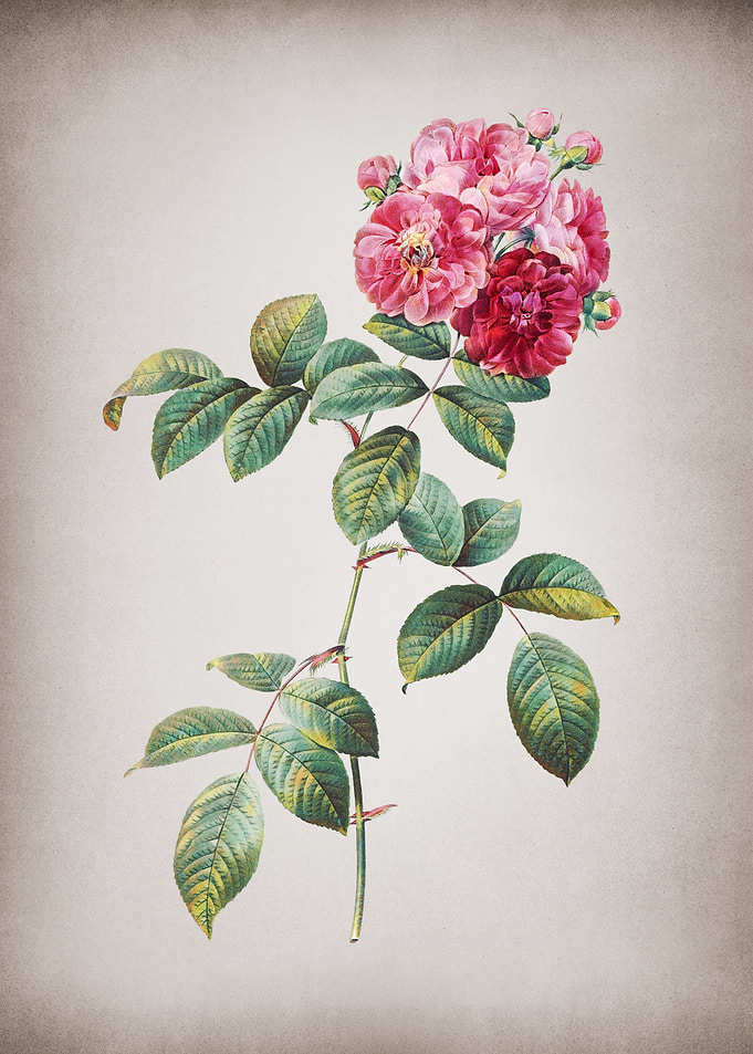 Vintage Seven Sisters Rose