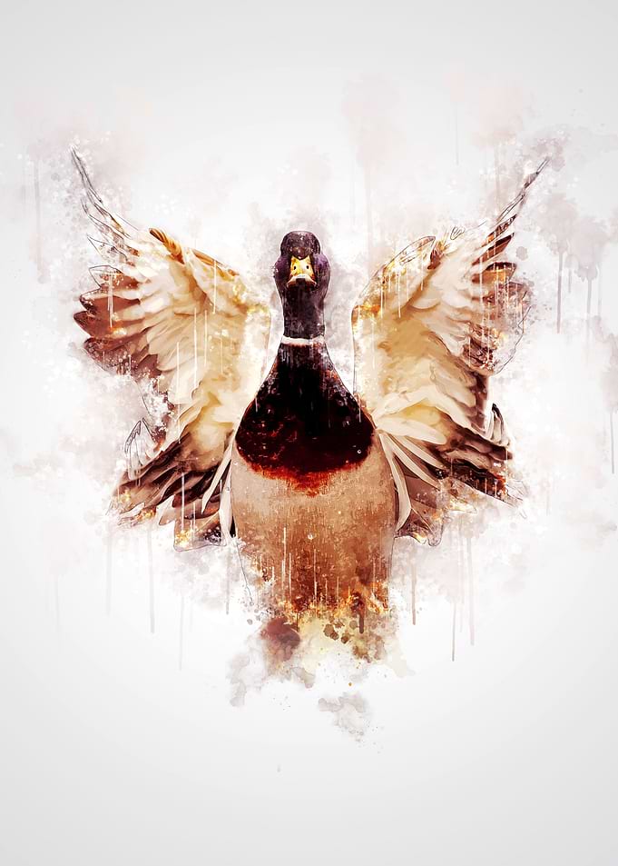 Mallard Duck