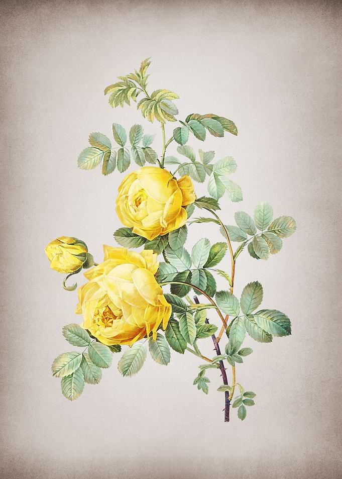 Vintage Sulphur Rose