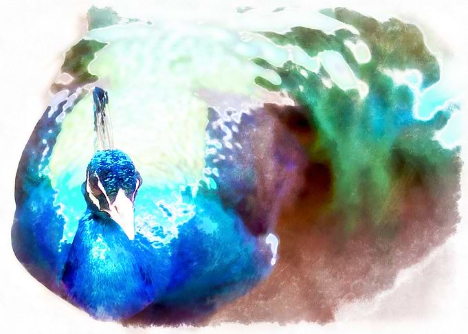 Painted Peacock