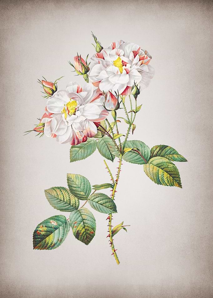 Vintage White Damask Rose