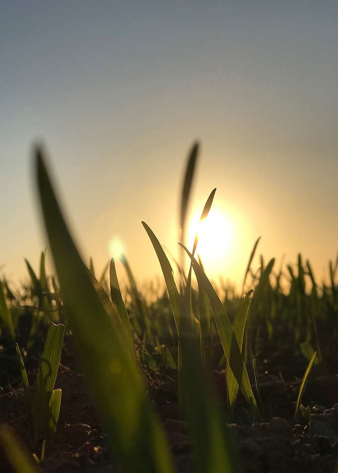 Sunrise Blades