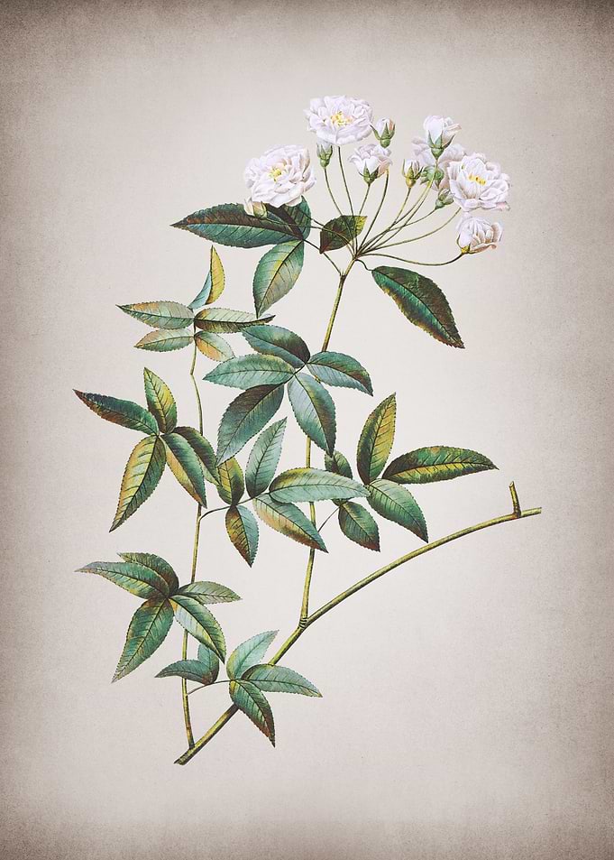 Vintage Lady Banks Rose