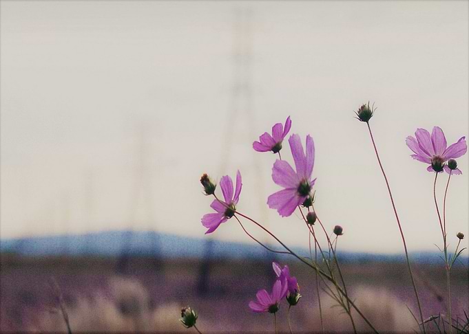 Wild flowers