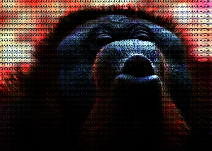 orangutan