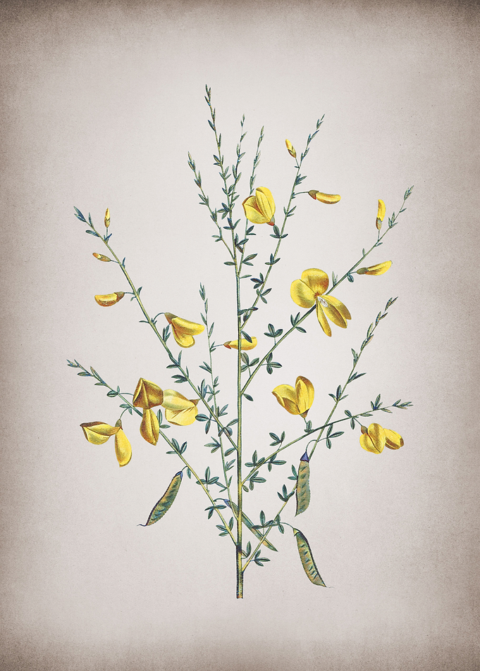 Vintage Yellow Broom