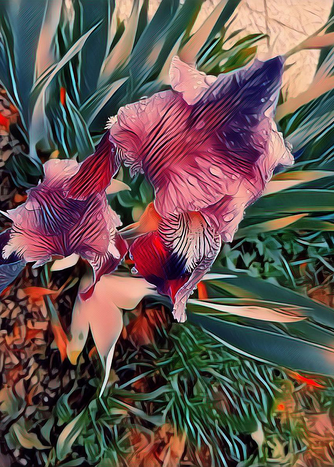 irisis