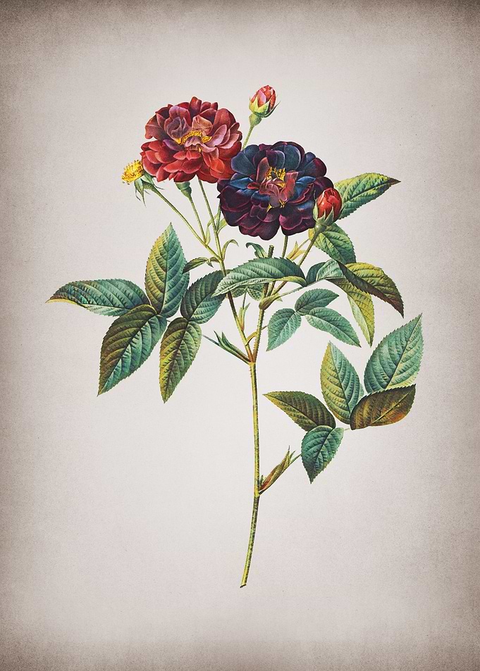 Vintage Van Eeden Rose