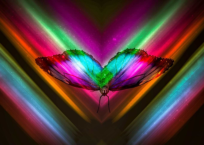 Butterfly