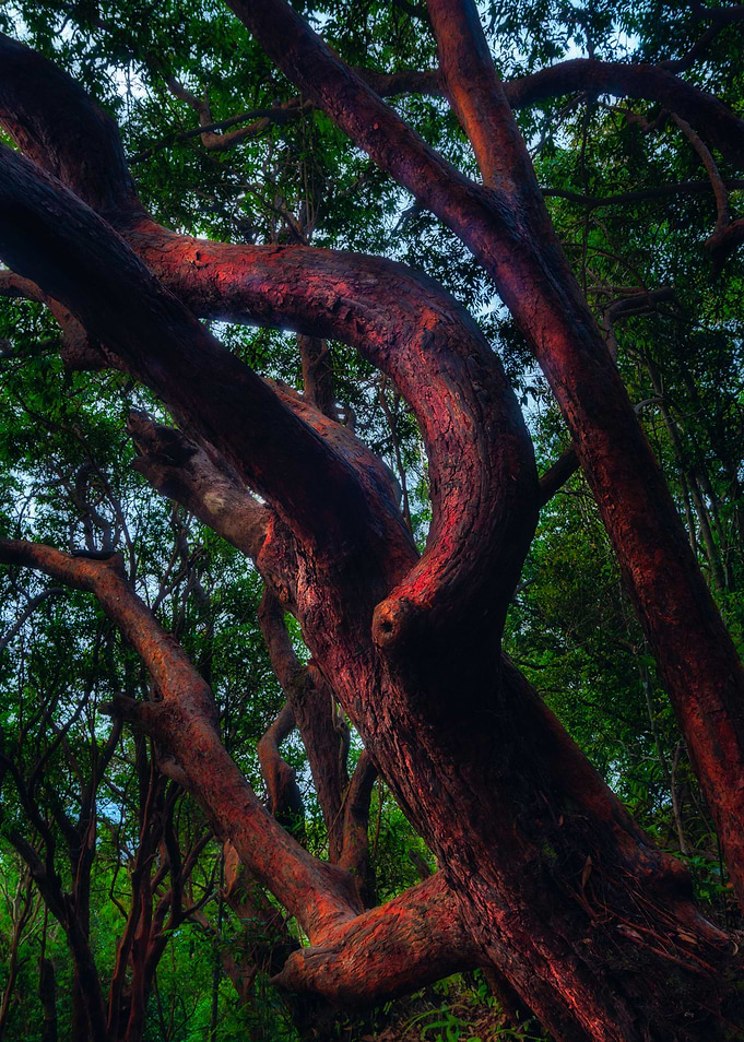 Red Tree III