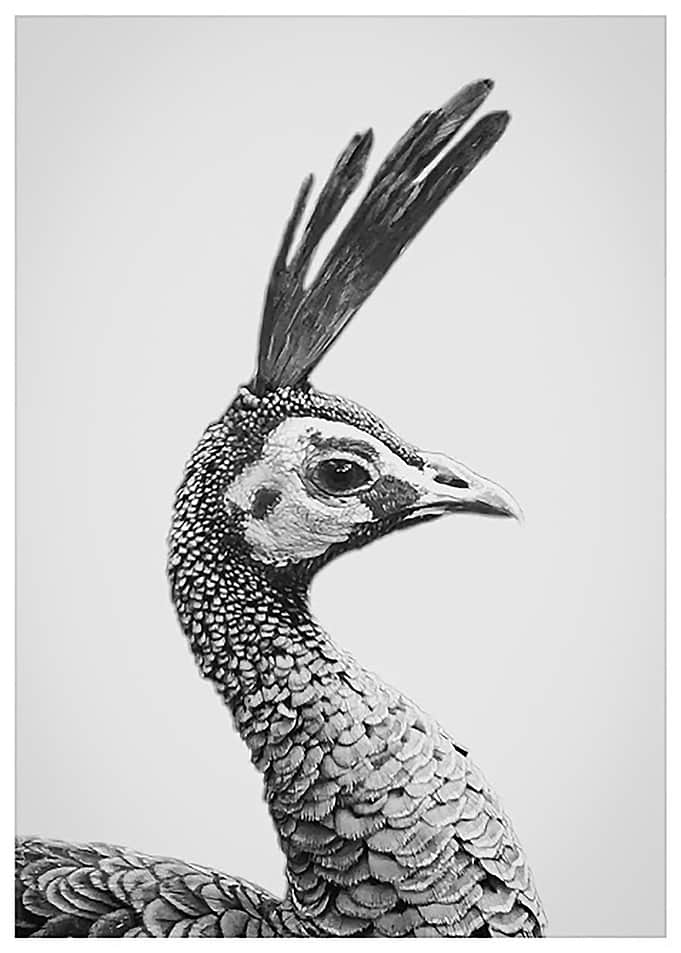 Peacockin BW