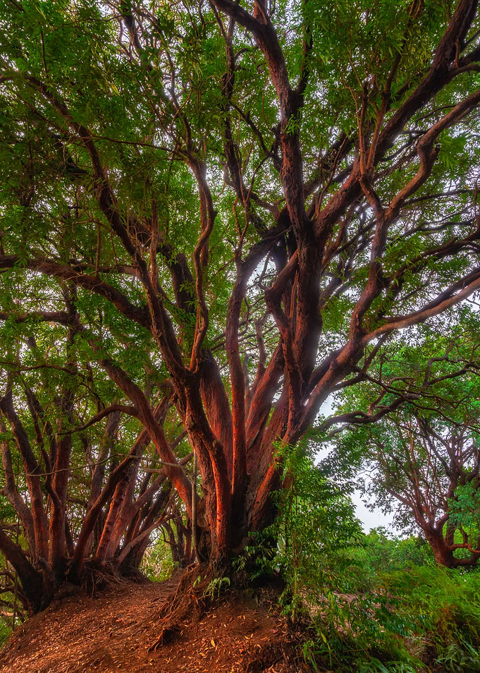 Red Tree VI
