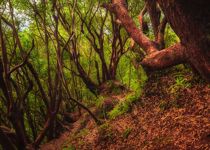Red Tree VII