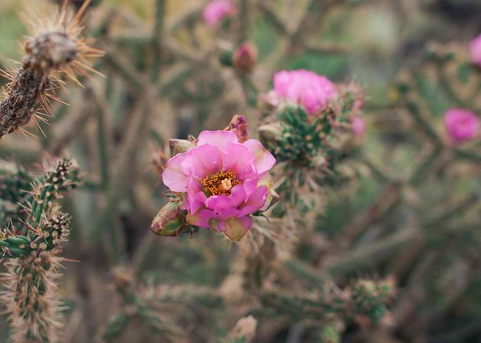 Pink Cactus Blossoms I