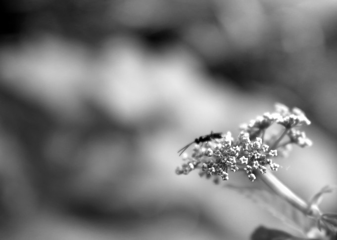 a day in spring