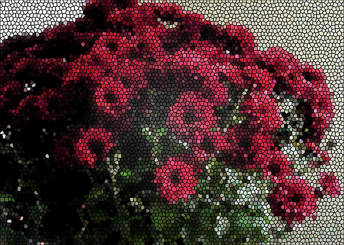 Chrysanthemum
