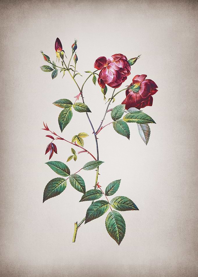 Vintage Velvet China Rose