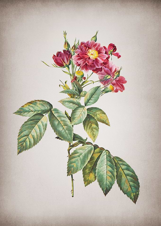 Vintage Boursault Rose