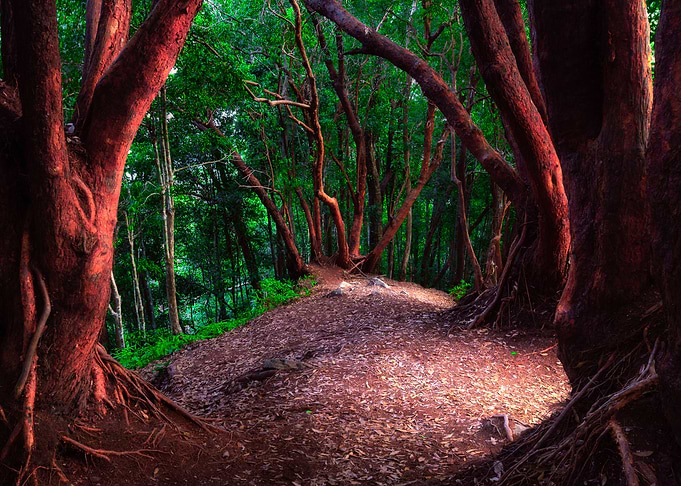 Red Tree I