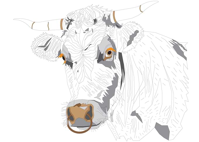 A Limousin cattle