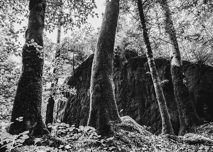the forest