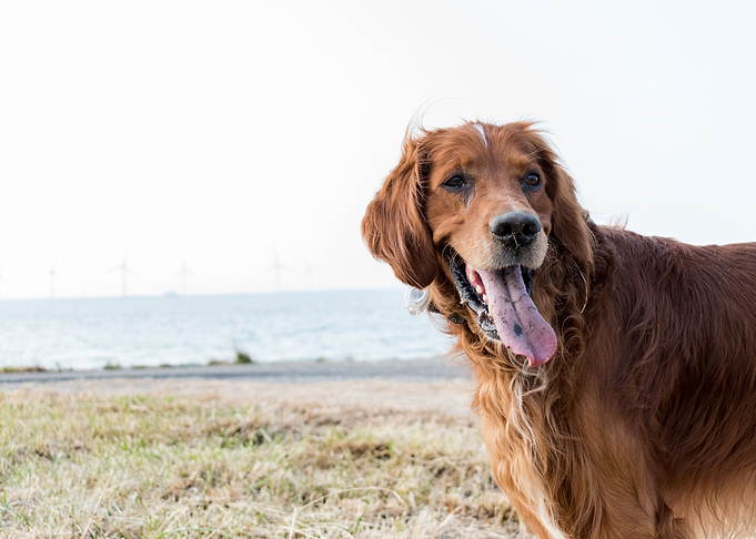 irishsetter kaya