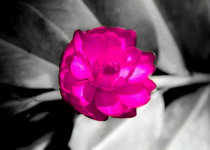 Nature gifts 2