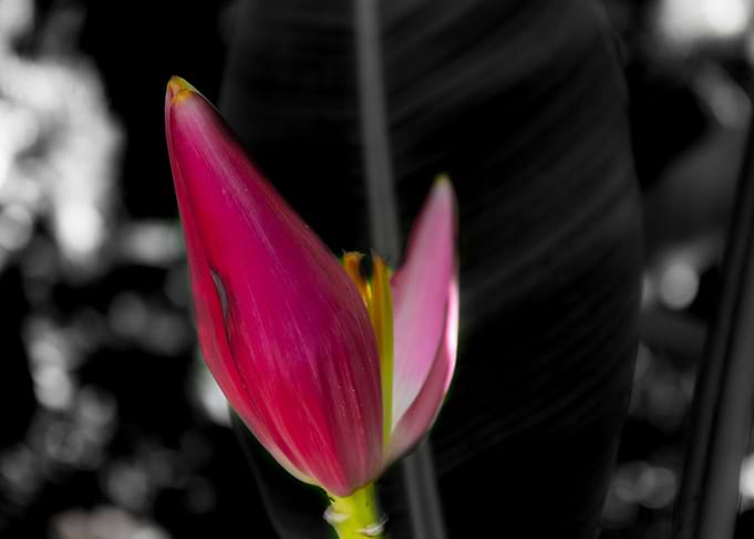Banana tree flower 3