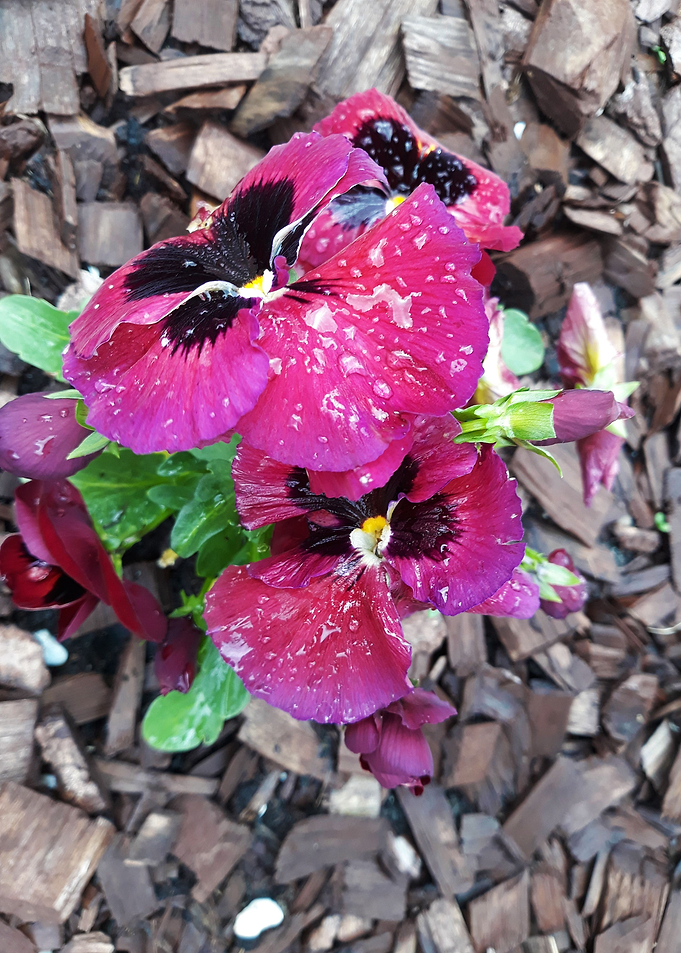Pansy 3